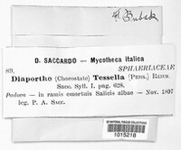Diaporthe decedens image